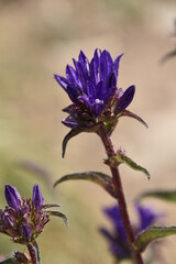 bee on lavender