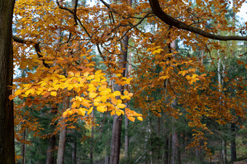 Herbst Sächsische Schweiz Sachsen Blätter Felsen Wald Weg Spazieren Spaziergang Autumn