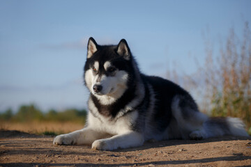 Husky dog laying on the ground by the sky