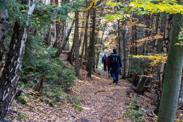 Herbst Sächsische Schweiz Sachsen Blätter Felsen Wald Weg Spazieren Spaziergang Autumn