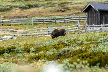 Musk ox in dovre national park in Norway. Wildlife and animal concept.