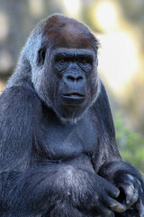 Naklejka premium western lowland gorilla