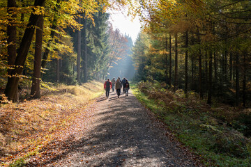 Herbst Sächsische Schweiz Sachsen Blätter Felsen Wald Weg Spazieren Spaziergang Autumn