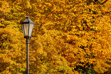 Art Nouveau style Street lantern with yellow maple tree on background