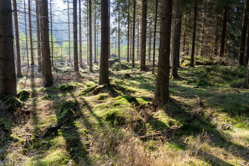 Herbst Sächsische Schweiz Sachsen Blätter Felsen Wald Weg Spazieren Spaziergang Autumn
