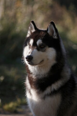 Portrait of a husky dog amidst tall grass