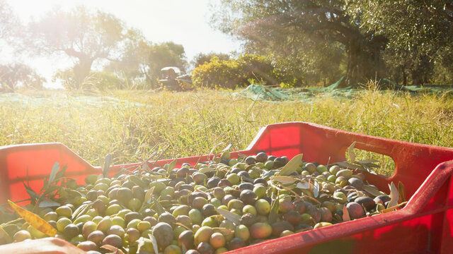 cassetta piena di olive in campagna