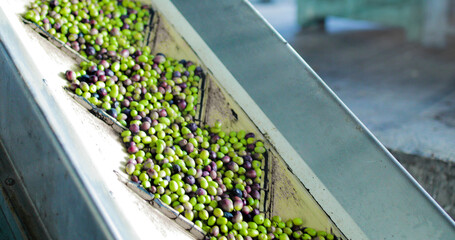 Olive nel frantoio per la produzione di olio extra vergine