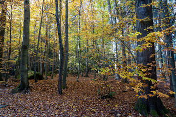Herbst Sächsische Schweiz Sachsen Blätter Felsen Wald Weg Spazieren Spaziergang Autumn