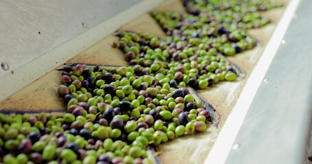 Olive nel frantoio per la produzione di olio extra vergine