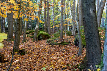 Herbst Sächsische Schweiz Sachsen Blätter Felsen Wald Weg Spazieren Spaziergang Autumn