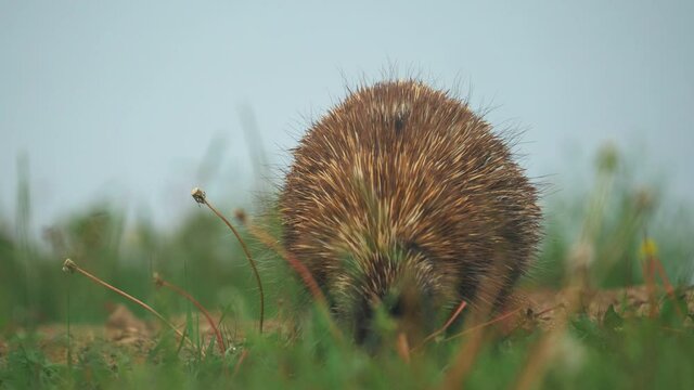Small porcupine feeds on plants in the grass - Close shot, slow motion.
