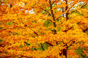 Beautiful tree with yellow leaves in a autumn park