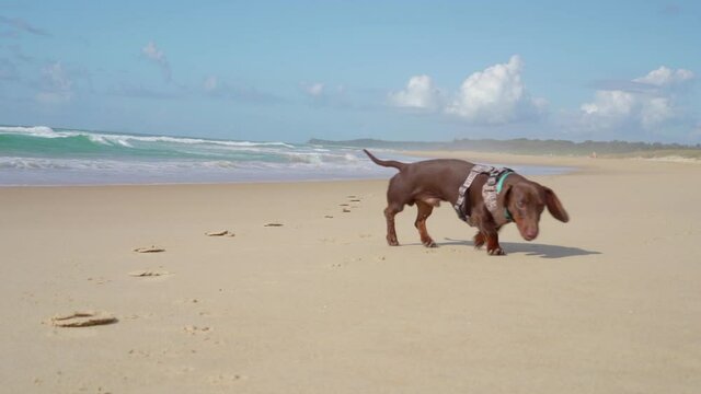 Sausage dog looking out into the ocean in Urunga in Australia