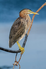 Green Heron (Butorides virescens) in Bolsa Chica Ecological Reserve, California, USA