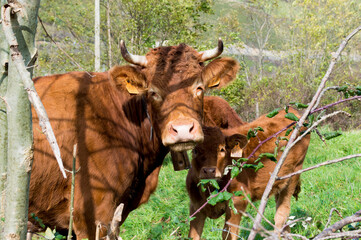 Vacas, atentas y disfrutando del pasto en un prado de cantabria