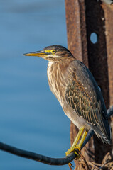 Fototapeta premium Green Heron (Butorides virescens) in Bolsa Chica Ecological Reserve, California, USA