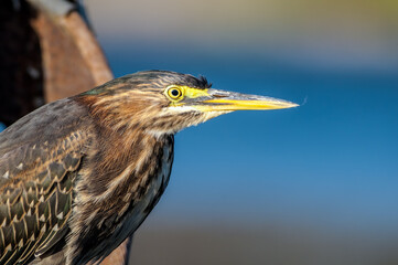 Green Heron (Butorides virescens) in Bolsa Chica Ecological Reserve, California, USA