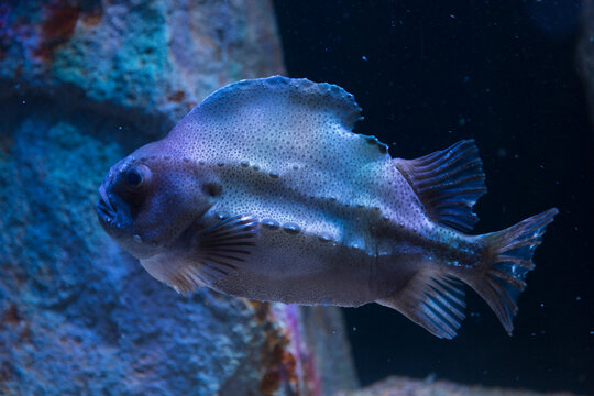 ランプフィッシュ