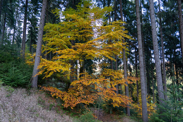 Herbst Sächsische Schweiz Sachsen Blätter Felsen Wald Weg Spazieren Spaziergang Autumn