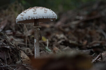 Pilz im Wald