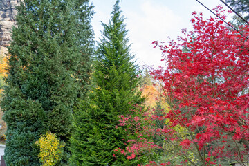 Herbst Sächsische Schweiz Sachsen Blätter Felsen Wald Weg Spazieren Spaziergang Autumn