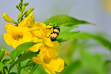 Close-up of insects sucking honey from yellow flower in green plant