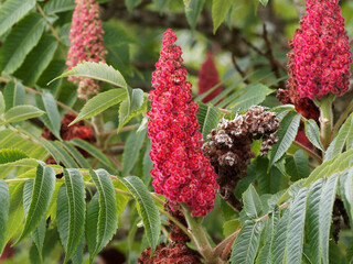 Gefiedert roten Fruchtstände von Essigbaum oder Hirschkolben-sumach (Rhus typhina)