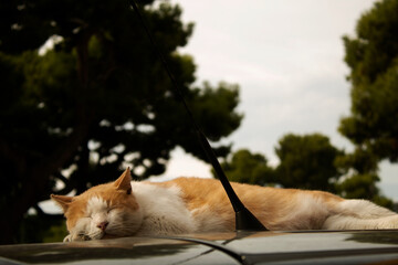 A stray cat is sleeping on the roof of a car