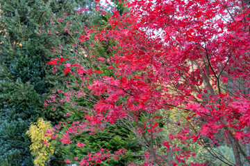 Herbst Sächsische Schweiz Sachsen Blätter Felsen Wald Weg Spazieren Spaziergang Autumn