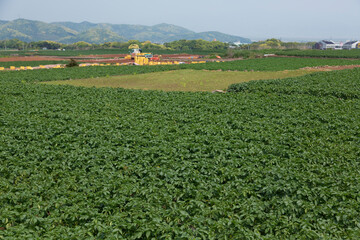 Fototapeta na wymiar 長崎県雲仙市のジャガイモ畑