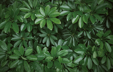 green leaves background