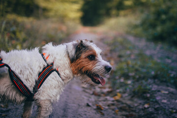 Cute Portrait of Parson Russell Terrier in Orange Pulling Harness