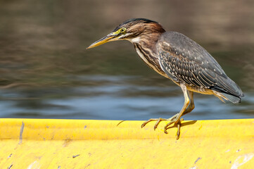 Green Heron (Butorides virescens) in Bolsa Chica Ecological Reserve, California, USA