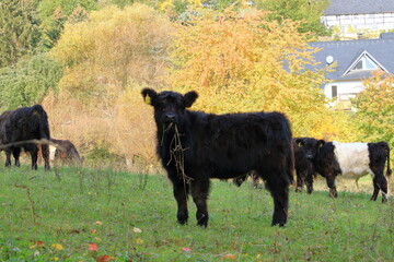 Black Galloway Cattles on a meadow in Germany
