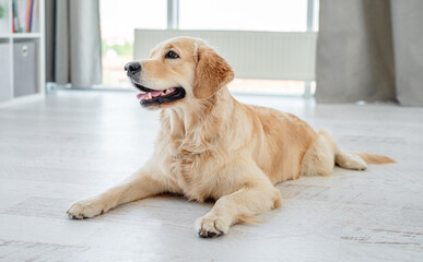 Golden retriever lying on light floor