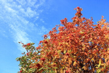 beautiful autumn trees in the Landscape in fall