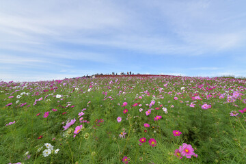 秋のみはらしの丘