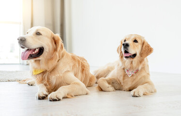 Pair of golden retrievers wearing handkerchiefs