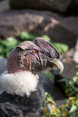 Andean Сondor (Vultur gryphus)