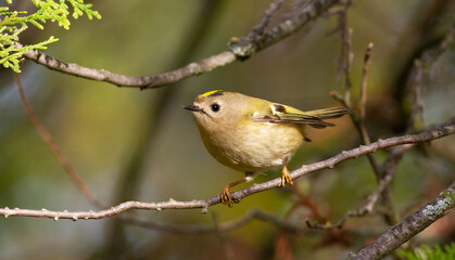 Goldcrest, regulus regulus. On a sunny autumn morning, a bird sits on a thuja branch