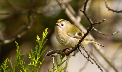 Goldcrest, regulus regulus. On a sunny autumn morning, a bird sits on a thuja branch