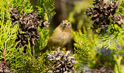 Goldcrest, regulus regulus. On a sunny autumn morning, a bird sits on a thuja branch.