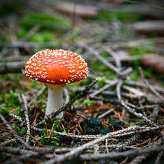 Fliegenpilz