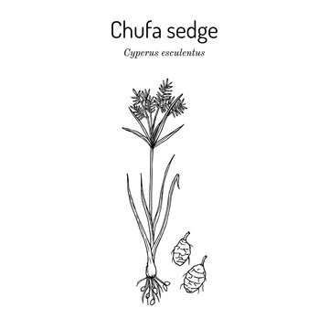 Chufa Sedge Cyperus Esculentus , Or Nut Grass, Yellow Nutsedge, Earth Almond, Edible And Medicinal Plant