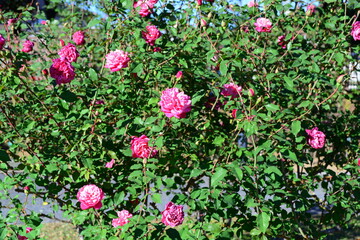 ピンク系のバラ