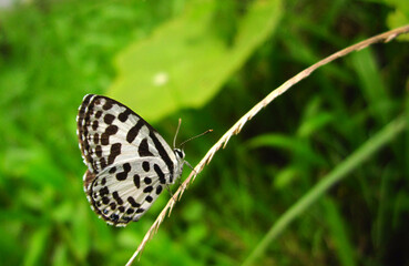 butterfly on green grass