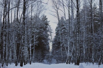 snow covered trees