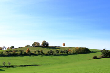 Obraz premium Meadow with grass and big autumn trees against blue sky