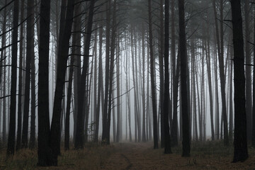 Naklejka premium Misty and dark pine woods . Autumn gloomy landscape